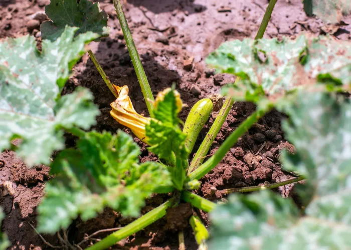 Guelsuem Hanim Evleri Bed and Breakfast Orhaniye (Marmaris)