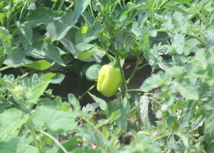 Guelsuem Hanim Evleri Bed and Breakfast *