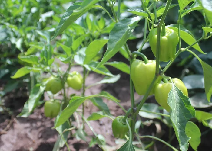 Bed and Breakfast Guelsuem Hanim Evleri *