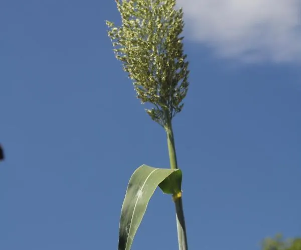 Guelsuem Hanim Evleri Bed and Breakfast Orhaniye (Marmaris)