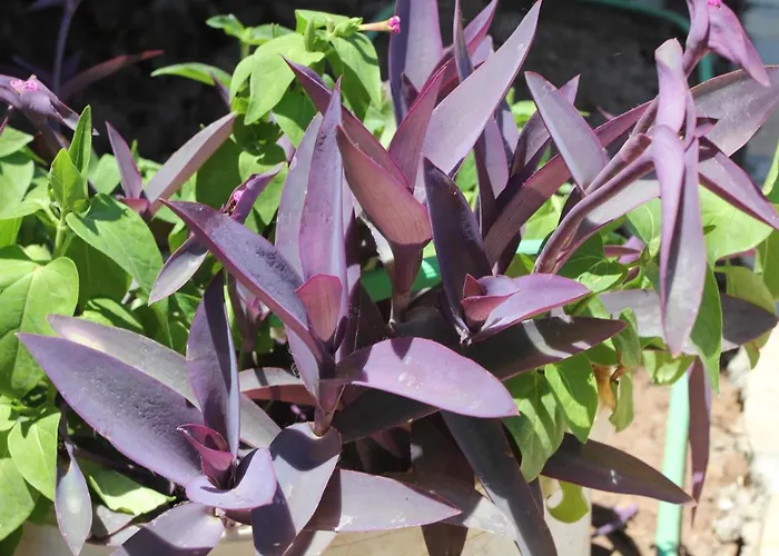 Bed and Breakfast Guelsuem Hanim Evleri