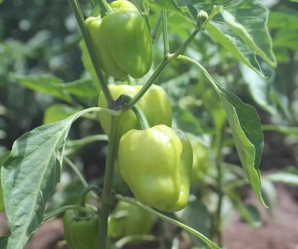 Guelsuem Hanim Evleri Bed and Breakfast *