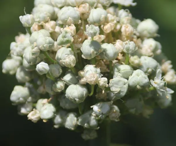 Guelsuem Hanim Evleri