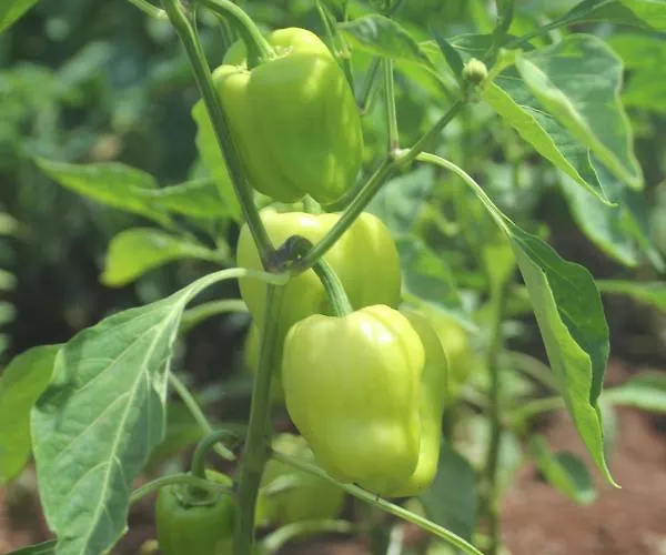 Guelsuem Hanim Evleri Bed & Breakfast