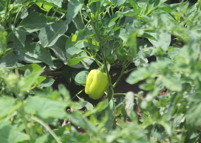 Bed & Breakfast Guelsuem Hanim Evleri Orhaniye (Marmaris)